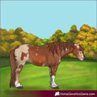 Horse Color:Red Dun  and Chestnut 