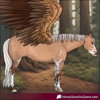 Horse Color:Silver Brown Dun Sabino Rabicano