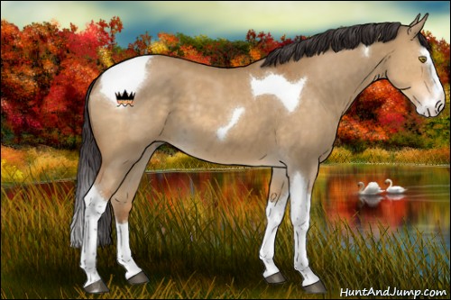 Horse Color:Buckskin Dun Sabino Splash Tobiano 