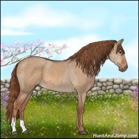 Horse Color:Liver Red Dun and Red Dun