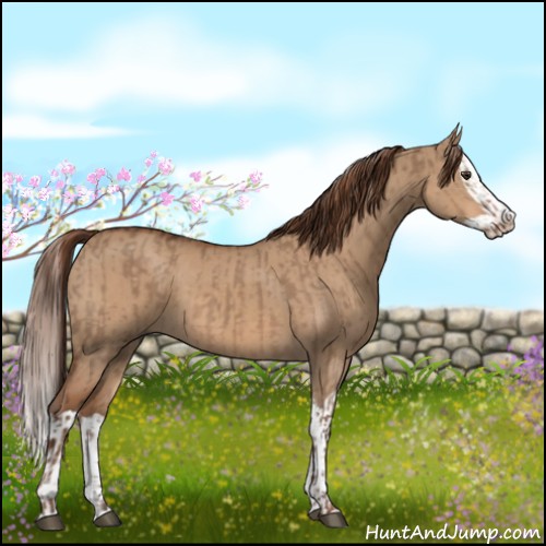 Horse Color:Liver Red Dun  and Red Dun Splash 