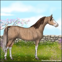 Horse Color:Liver Red Dun  and Red Dun Splash 