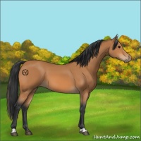Horse Color:Bay 