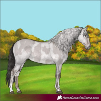 Horse Color:Platinum Liver Red Dun and Platinum Chocolate Palomino Dun