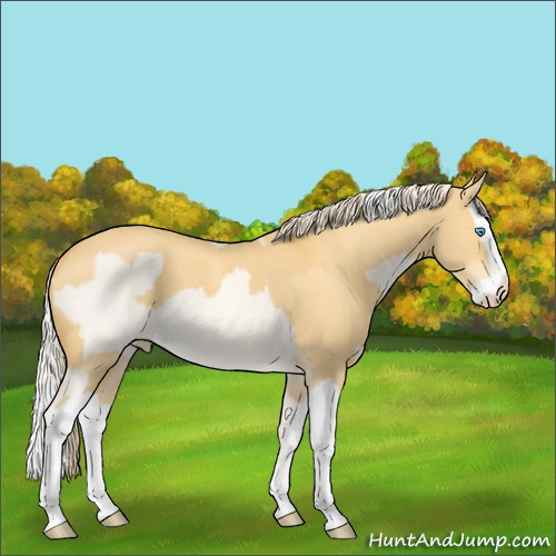 Horse Color:Cremello Dun Splash  and Palomino Dun Splash 