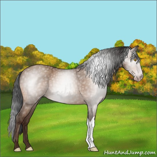 Horse Color:Gray Amber Champagne 