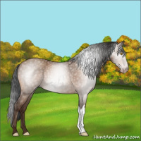 Horse Color:Gray Amber Champagne