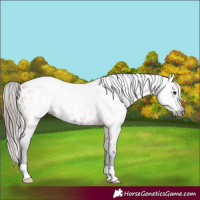 Horse Color:Gray Bay Appaloosa