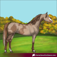 Horse Color:Liver Red Dun  and Liver Red Dun Splash 