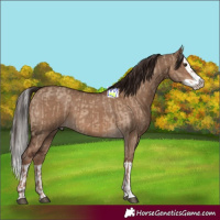 Horse Color:Liver Red Dun  and Liver Red Dun Splash 