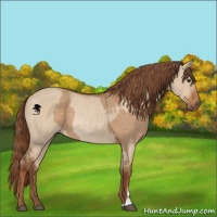 Horse Color:Red Dun  and Red Dun Rabicano 