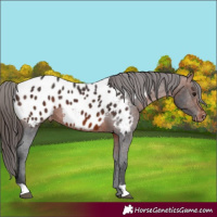 Horse Color:Bay Appaloosa
