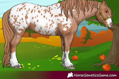 Horse Color:Chestnut Appaloosa