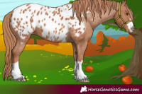 Horse Color:Chestnut Appaloosa 