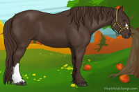 Horse Color:Liver Chestnut 