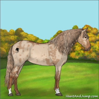 Horse Color:Red Dun  and Red Dun 