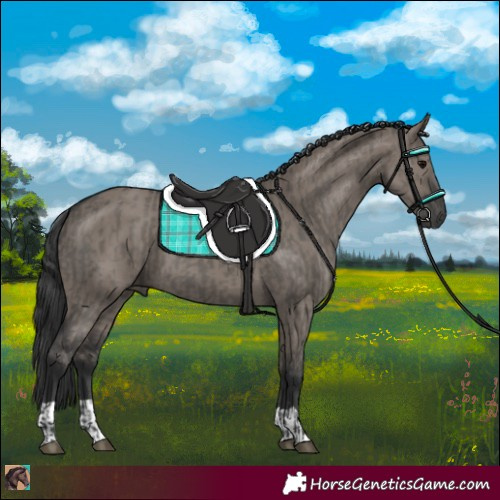 Horse Color:Grullo and Grullo