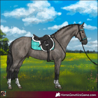 Horse Color:Grullo  and Grullo 