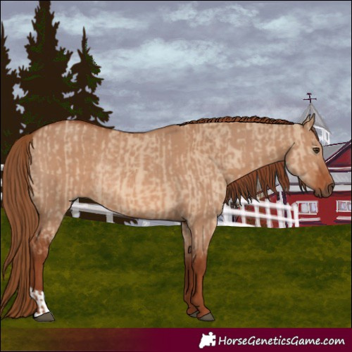 Horse Color:Red Dun and Red Dun Rabicano