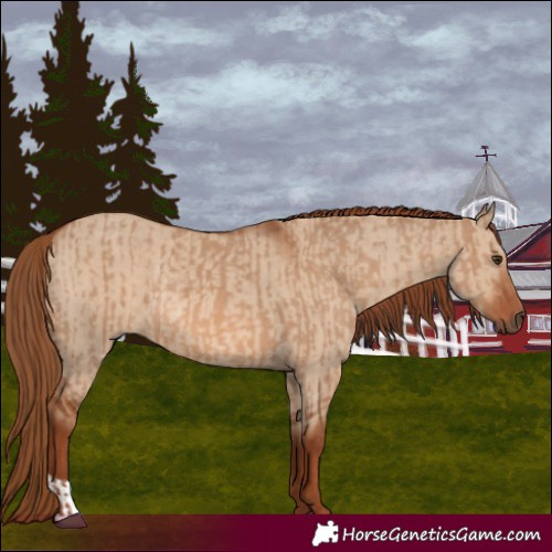 Horse Color:Red Dun  and Red Dun Rabicano 