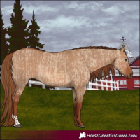 Horse Color:Red Dun  and Red Dun Rabicano 