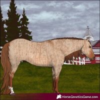 Horse Color:Red Dun  and Red Dun Rabicano 
