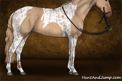 Horse Color:Liver Red Dun Tobiano  and Red Dun Tobiano 