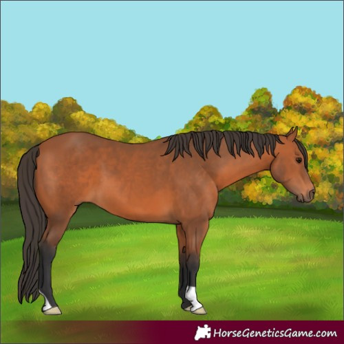 Horse Color:Bay 
