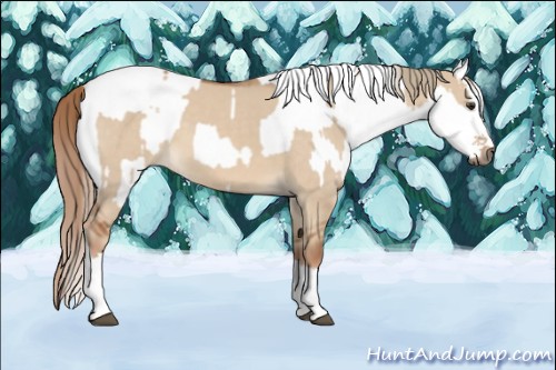 Horse Color:Red Dun  and White Spotted Red Dun 