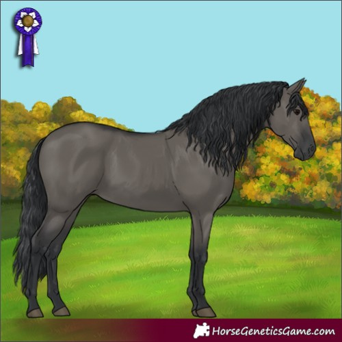 Horse Color:Grullo 