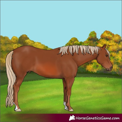 Horse Color:Chestnut 