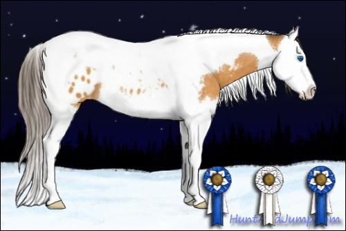 Horse Color:Buckskin Splash Tobiano Appaloosa 