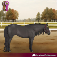 Horse Color:Smoky Black 