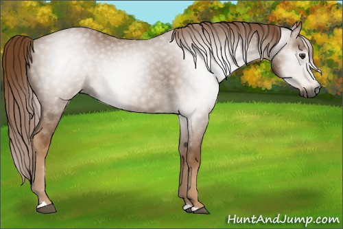 Horse Color:Gray Chestnut 