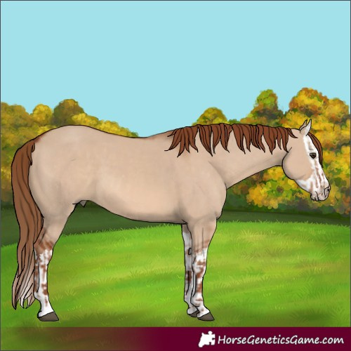 Horse Color:Red Dun and Red Dun Splash
