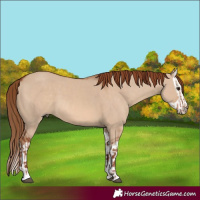 Horse Color:Red Dun and Red Dun Splash