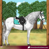 Horse Color:Black Appaloosa Rabicano