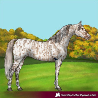 Horse Color:Liver Red Dun  and Liver Red Dun Near Leopard 