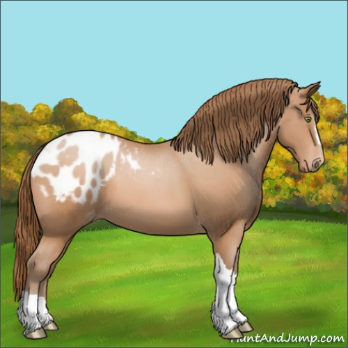 Horse Color:Bay Pearl Appaloosa