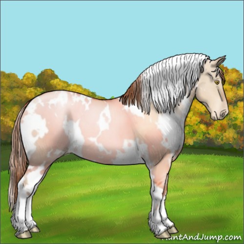 Horse Color:White Spotted Liver Red Dun Pearl 
