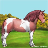 Horse Color:Bay Pearl Tobiano
