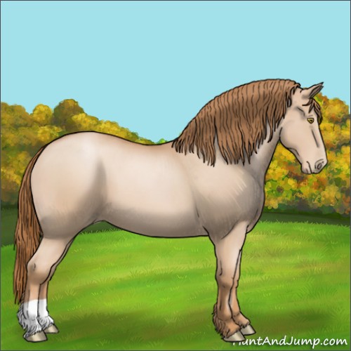 Horse Color:Chestnut Pearl