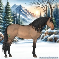 Horse Color:Bay Dun Sabino