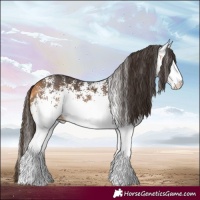 Horse Color:White Spotted Buckskin 