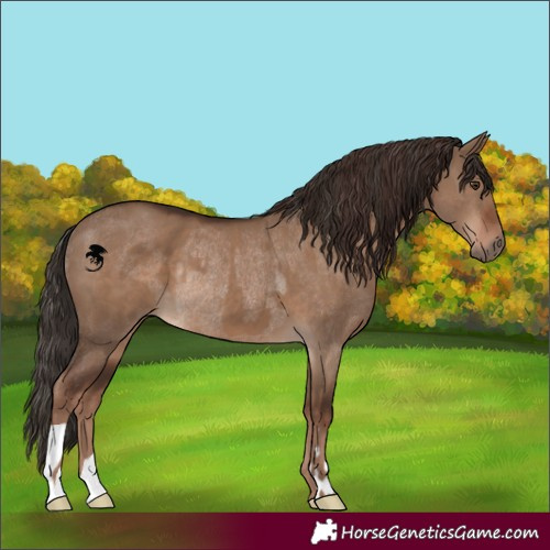 Horse Color:Liver Red Dun  and Liver Red Dun Rabicano 