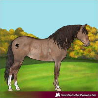 Horse Color:Liver Red Dun  and Liver Red Dun Rabicano 