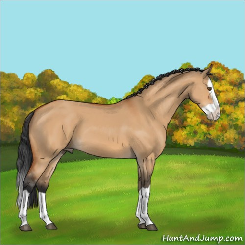 Horse Color:Bay Dun Splash