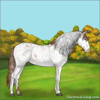 Horse Color:Red Dun Sabino 