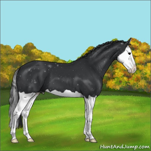 Horse Color:Black Splash