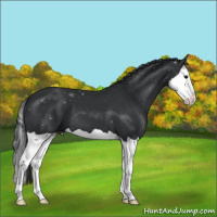 Horse Color:Black Splash